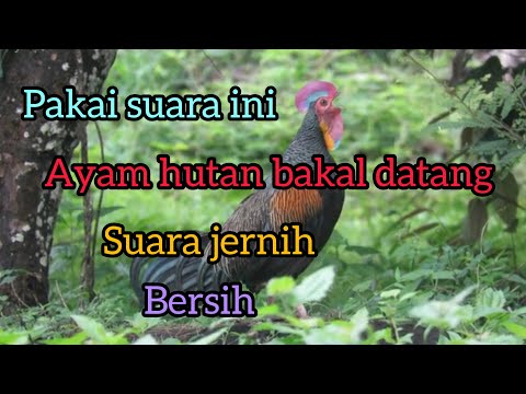 KOKOK AYAM HUTAN HIJAU || SUARA PIKAT AYAM HUTAN HIJAU || PANCINGAN AYAM HUTAN HIJAU ~ @mastengnex