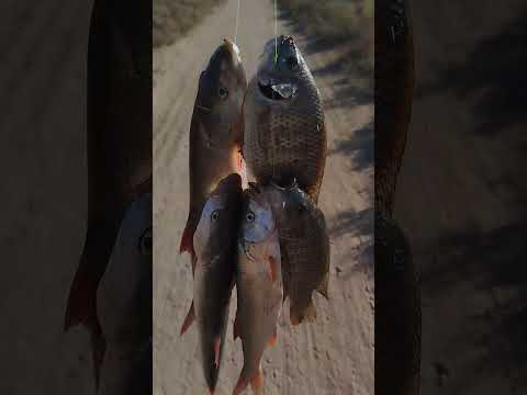 مستمرين بل صيد