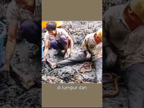 jackpot berlendir, resep kaya mendadak petani belut, #factanimals #animals #faktaunik #belut #kaya