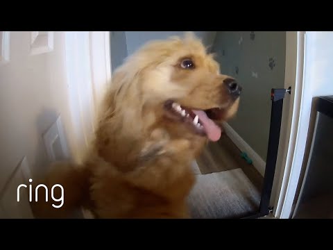 Dog Just Couldn't Wait to go for a Walk! | RingTV