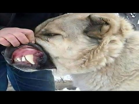 Dog Breeds With Strongest Bite Force Part 1!!!