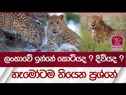 ලංකාවේ ඉන්නේ කොටියද ? දිවියද ? හැමෝටම තියෙන ප්‍රශ්නේ  | Rupavahini News