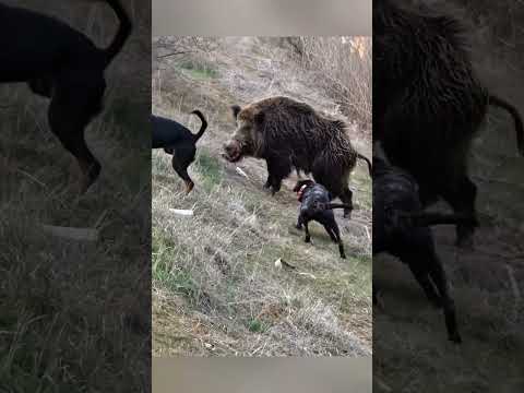 Охота на кабана 🎯 Удачный выстрел! #охота #охотанакабана #wildlife #загоннаяохота