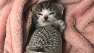 Kitty make asmr for First time 💤