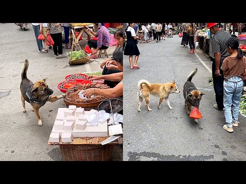 The intelligent dog always takes the food first and then gives the money🤑