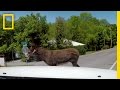 Managing Donkey Behavior and Ownership