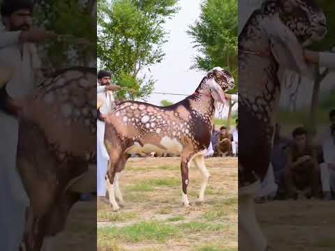 Mashalllah world giant goats#goat