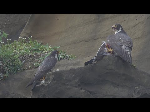 【猛禽家族】龍洞遊隼記｜東北角的意外訪客 (我們的島 第906集  2017-05-15) - YouTube(16分08秒)