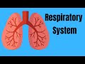 Human Respiratory System Concepts