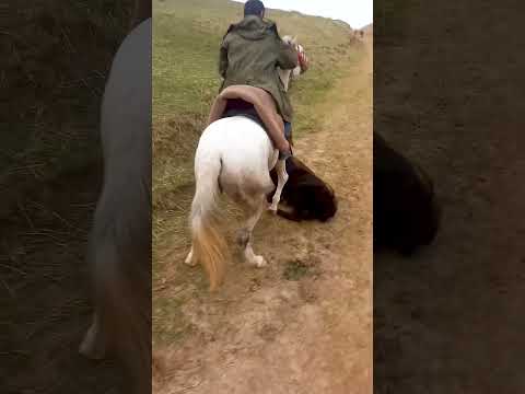 Biz 3 ta ot zotini sinab ko'rdik, bu erda yangi boshlanuvchilar uchun eng yaxshisi #rek #horse