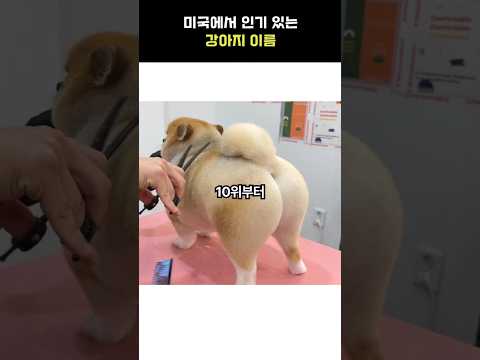 어떤 이름이 가장 마음에 드세요?