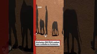 Os elefantes órfãos resgatados em instituição do Quênia 🐘❤️‍🩹