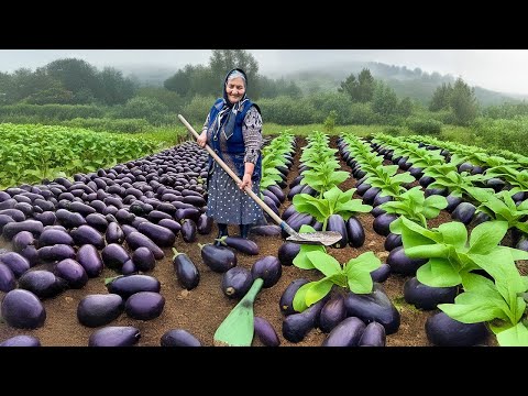 Harvesting Tons of Fresh Eggplants! Preparing Lots of Eggplant Salad for Winter!