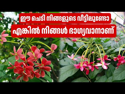 ഈ ചെടി നിങ്ങളുടെ വീട്ടിലുണ്ടങ്കിൽ നിങ്ങൾ ഭാഗ്യവാനാണ്