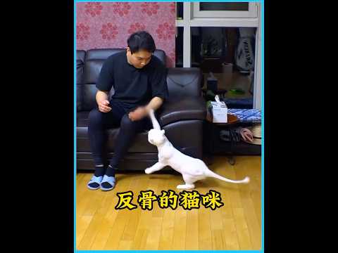 疯了！疯了！这猫咪疯了，竟然攻击养大自己的主人！ #animals #猫咪  #萌宠