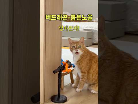 말년에 재능 찾아 노래 하는 17세 고양이 빅뱅의 버드래곤으로 변신했습니다 #고양이 #neko #cat