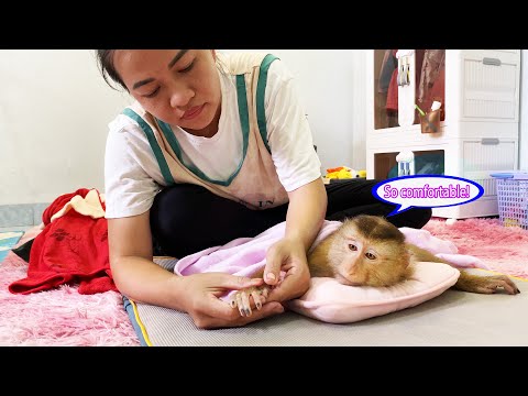 Monkey Lyly receives special care and full love from her mother after a long tiring day.