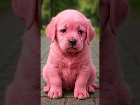 va tu l'aider ou Pas ? 💔 #chiots #puppy #cachorro #pets