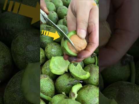 شكل الجوز علی الشجرة !
