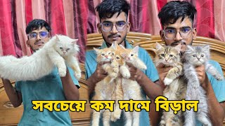 কম দামে বিড়াল_Persian cat price BD_Mixed breed cat,Exotic cat farm in bd_biraler dam
