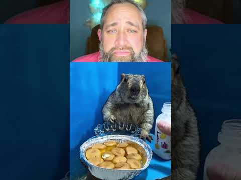 ๐๐ Marmot Funny #marmot #funny #animals #pets #cute
