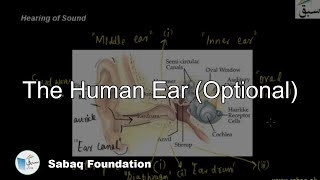 The Human Ear (Optional)