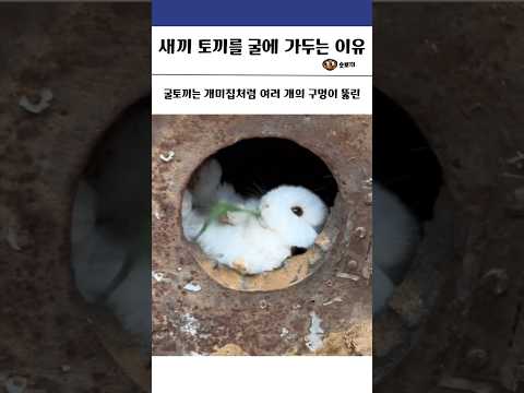 새끼 토끼를 굴에 가두는 이유 #토끼 #굴토끼 #동물