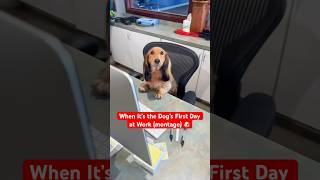 When It’s the Dog’s First Day at Work (montage) 🐶 @TheJessiiShow
