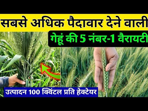 Gehu ki best variety / गेहूं की सबसे अधिक पैदावार देने वाली 5 वैरायटी /Wheat Top Variety in 2024/25