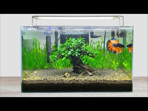 DIY Planted Aquascape Update