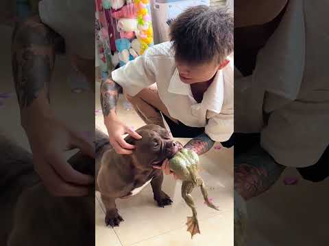 #dog #animals #cute #puppy #pets #cutedog