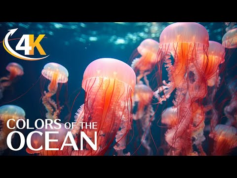 The Best 4K Aquarium &#128032; 11 Hours Of Beautiful Coral Reef Fish - Sleep Relax Meditation Music