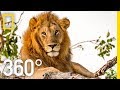 Wildlife and Ecosystem Insights