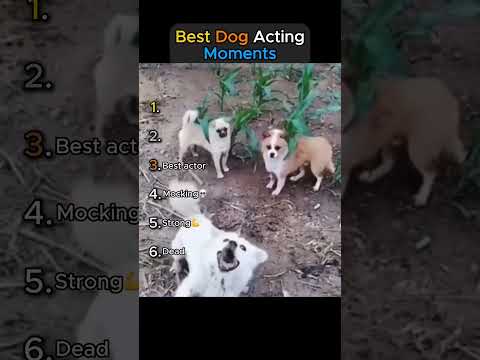Best Dog Acting Moments!