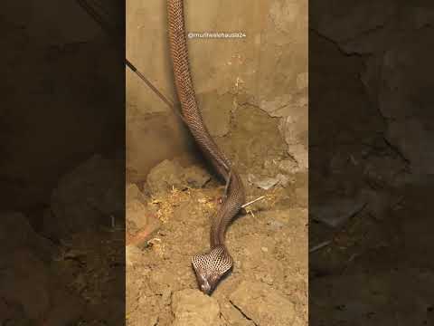 Snake Rescue Operation in the Village Area