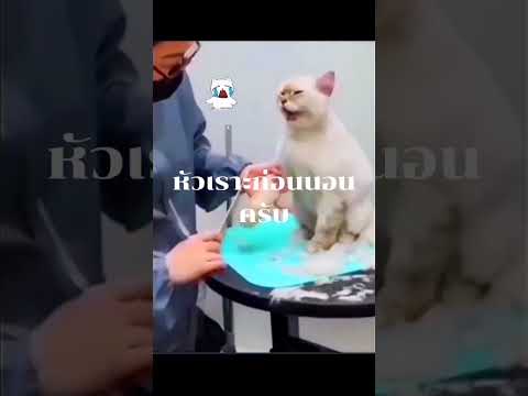 ตัดขนนะลูก #ทาสแมวต้องดู #cat