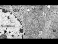 Cell Structure Identification and Functions