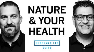 How Nature Improves Your Physical Health | Dr. Marc Berman & Dr. Andrew Huberman