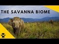 Savanna Biome Knowledge Assessment