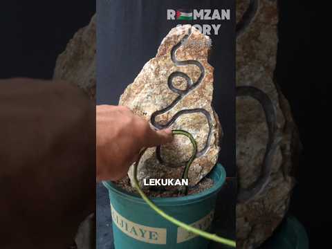 Cara Membuat Bonsai Batu