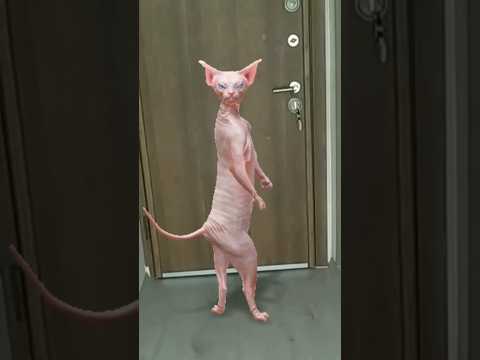 Cute 🍋💕🍭❤️🍉🤣 #funny #comedy #shorts #keşfet #tiktok #teammeyzi