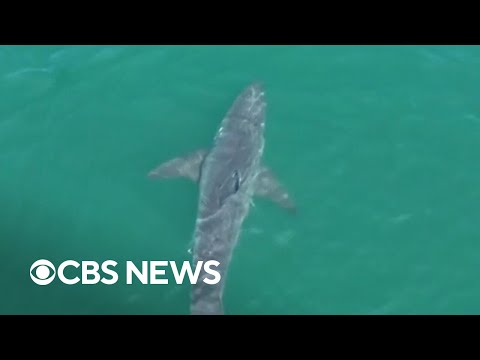 YouTube video thumbnail: Large Great White Shark Spotted Near Maine Beaches