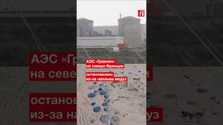 Мощнейшая АЭС Западной Европы остановилась из-за наплыва медуз
