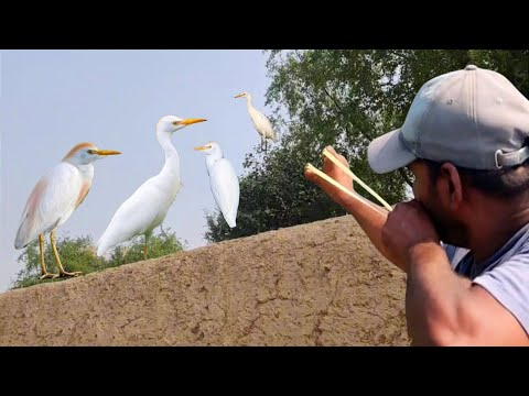 Slingshot Cattle Egret Hunting Birds With Best Shots!