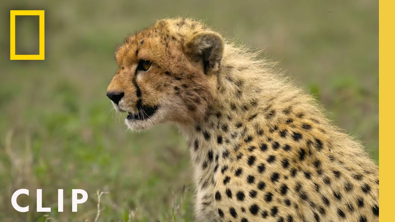 Cheetah vs. Zebra: Survival Strategies in the Wild