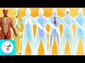 Human Body Systems and Functions