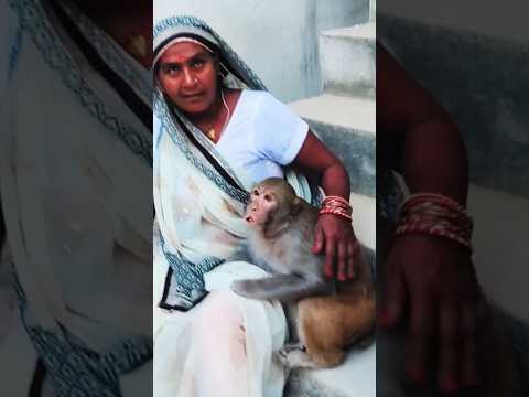 रानी मम्मी से कैसे बात करतीं हैं।।#dinnedenne #monkeyrani #शोर्ट्स #akashkumarraebareli