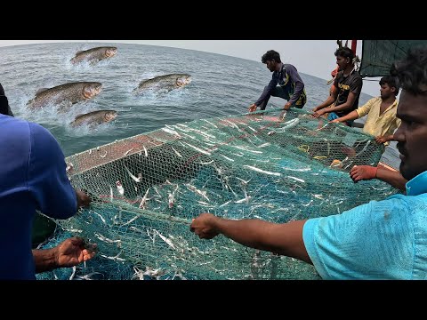 Big Catch Fishing in The Sea | Net Fishing in The Sea | KADAL TV
