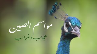 أربعة مواسم في الصين