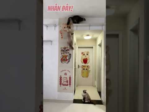 Chú mèo leo tường nhanh nhất thế giới